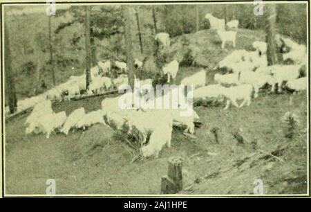 L'angora e mohair industria nel nord-ovest; anche un report completo e la procedura del nord-ovest capre angora Association tenutosi a Portland, Oregon, Gennaio 4-7, 1911 . capelli prodotte e theincrease della mandria. Quando questo è il primaryobject invece di pulire la terra della spazzola, sarà desiderabile mantenere il pascolo di thebest condizione possibile per le capre. Al fine todo questo, che vengono ruotati da pascolo a pascolo gestito, la capra Angora soddisfa questo problemperhaps il meglio di uno qualsiasi dei nostri animali domestici.Se il pascolo è manipolata in modo che la spazzola verrà tenuto sotto controllo invece o Foto Stock