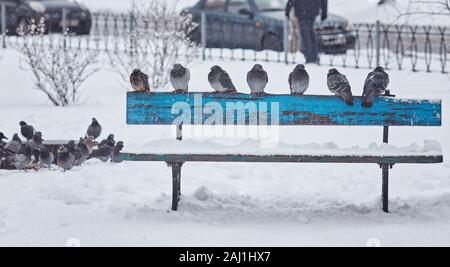 Piccioni nel parco sono seduta su una panchina Foto Stock