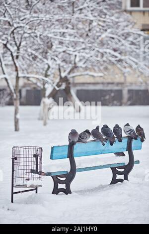 Piccioni nel parco sono seduta su una panchina Foto Stock