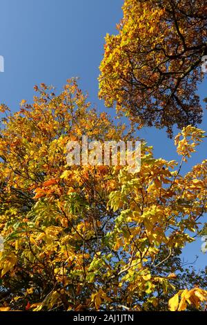 Ippocastano, inferiore (Aesculus hippocastanumr) e farnia, superiore (Quercus robur) tree tettoie in colori autunnali contro un cielo blu Foto Stock