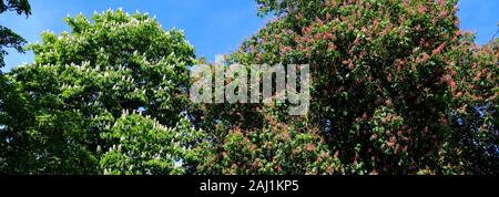 Il bianco e il rosso cavallo castagno blossom (Aesculus hippocastanum), nuova foresta, Hampshire, Inghilterra, Regno Unito Foto Stock