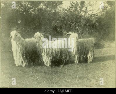 L'angora e mohair industria nel nord-ovest; anche un report completo e la procedura del nord-ovest capre angora Association tenutosi a Portland, Oregon, Gennaio 4-7, 1911 . s può essere effettuata quando si può sollevare la stessa classe di stock e di produrre lo stesso gradeof mohair su terra che è inutile per qualsiasi otherpurpose. Si spera che questa pubblicazione sarà ofbenefit a coloro che sono nell'goatbusiness Angora, a coloro che dispongono di tali tratti di landssuch come sono esposti e di coloro che desireto acquistare a buon mercato terre e di impegnarsi in un una volta businessat redditizio e interessante. 5 La capra ANGORA INDUSTRIA IN Foto Stock