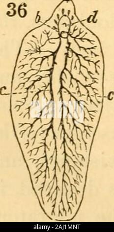 Lezioni sul confronto di anatomia e fisiologia degli animali invertebrati : consegnata presso il Royal College of Surgeons . a chiamato Poli/stoma. Subse-successivamente anatomica per le indagini hanno portato alla formazione di othergenera di Trematoda, e hanno anche mostrato che quelle specieswhich sono stati raggruppati insieme dall'esterno e charactersof artificiale il sistema Rudolphian, manifestano differenze di organizzazione,che indica almeno la distinzione generica di tali specie: no,la maggior parte delle Pentastomata di Rudolphi appartenere al Coelelminthicclass di Entozoa. tr le mie illustrazioni della anatom Foto Stock