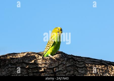 Budgerigar seduti sulla cava se il suo nido. Foto Stock