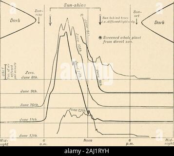 Pianta del cotone in Egitto, studi in fisiologia e genetica . La stessa foglia (Fig. 39), rivelano una mostfascinating interazione di fattori. Audacia la notte thestomata sono completamente chiusi; esse iniziano a openslowly all'alba, e continuare a farlo fino a quando un moderateaperture è stato raggiunto anche in luce diffusa. Whendirect luce solare colpisce la foglia, l'apertura è rapidlyincreased, fino al massimo viene raggiunto a circa 9 a.m.questa apertura massima viene mantenuta per un varyingperiod, la cui lunghezza è indubbiamente determinato dail acqua-assorbimento della radice, purché sunshine becontinuous. Imm Foto Stock