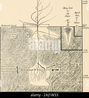 Pianta del cotone in Egitto, studi in fisiologia e genetica . om. Il loro tasso di growthunder le stesse condizioni ambientali è più lento thanthat dei loro toccare-radice; questo fenomeno è uno dei thosecommonplaces di osservazione che non hanno mai ricevuto asatisfactory spiegazione. A dispetto della loro crescita più lenta,producono un enorme aumento nella zona di radice, sul conto i loro numeri, e se il terreno viene accuratamente lavato awayfrom un cluster di piantine di cotone di circa sei settimane aftersowing (Fig. 35), il sistema di radice appare come un tangledwhite gossamer web. Solo pochi dei raggi di questo websurvi Foto Stock