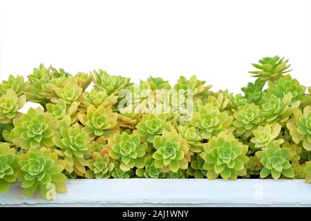 Succulente in pentola isolati su sfondo bianco. Aeonium piante. Piante succulente per la progettazione paesaggistica. Piante in vaso per la casa, verde pattern. Foto Stock