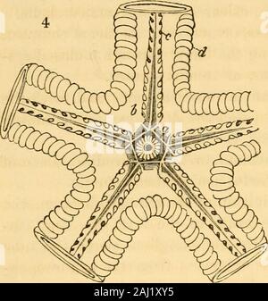 Lezioni sul confronto di anatomia e fisiologia degli animali invertebrati : consegnata presso il Royal College of Surgeons . semplicemente che l'anatomia di questo immenso assemblageof bassa organizzato di animali non è ancora sufficientemente compreso ; e, con-sequently, generale proposizioni, e allo stesso tempo quelli positivi,come quelle che definiscono il vertebrato, Molluscous e Articulatesub-regni, non può essere enunciati. Molto è certamente stato fatto in questo campo di NaturalHistory fin dal tempo di Cuvier, e sono stati fatti tentativi, withvarious gradi di successo, per suddividere la Radiata accor Foto Stock