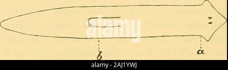 Rivista trimestrale di microscopiche scienza . Egli reazione negativa, come menzionato sopra. /3. Reazioni a stimoli deboli.-debole moclinnical VOL. 4G, IAUT 4. NICW SKKIKS. QQ 590 RAYMOND PEARL. stimolazione dei lati della regione mediana dell'bodycauses, in prima istanza, un piccolo locale di contrazione a theplace stimolata, senza alcun effetto sul generale direzionedel movimento dell'intero organismo. Sotto favorablecircumstances, tuttavia, è spesso possibile ottenere aquite risultato diverso dall'impiego di un debole stimolo sulla thelateral margini di questa regione. Esemplari di planari forse ind Foto Stock