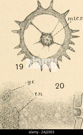 Pianta del cotone in Egitto, studi in fisiologia e genetica . chiara divisione in reduc tion.^®-questa divisione non è stata acquisita per observa-zione in megaspore madre-cella ; sembra prendere placevery rapidamente, a giudicare dalla facilità con cui il stagesimmediately precedente e antecedente possono essere trovati.Lo stesso vale per la madre di microspora-cella, wherethe stadio è facilmente osservata circa dieci giorni prima theflower è dovuto all'apertura. La straordinaria minuziosità dei cromosomi ofGossypium è molto evidente in questa divisione dove essi areinconspicuous in confronto con le filettature linin, w Foto Stock