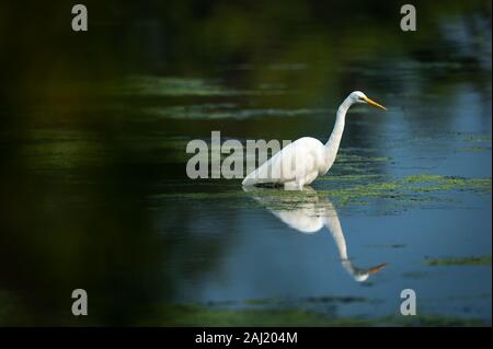 Airone bianco maggiore con la riflessione permanente ancora in acque poco profonde per la cattura di pesce rana o al parco nazionale di Keoladeo o Bird Sanctuary, bharatpur rajasthan Foto Stock