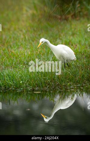 Airone bianco maggiore con la riflessione permanente ancora in acque poco profonde per la cattura di pesce rana o al parco nazionale di Keoladeo o Bird Sanctuary, bharatpur rajasthan Foto Stock