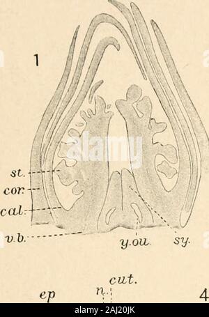 Pianta del cotone in Egitto, studi in fisiologia e genetica . d beexamined, se al solo scopo di facilitare la loro visualizzazione whenmatters relative alla ereditarietà sono in discussione. La vita-storia dell'individuo inizia al momento offusion tra i gameti maschili e femminili, vale a dire trala nucleo generativo del granello di polline e l'uovo-cellof l'ovulo. Il zigote unicellulare così formato developsby ripetuta divisione in un embrione racchiuso nel seme-cappotti e la germinazione del seme è il stagecommonly considerato come inizio della vita-storia. Forreasons sia della precisione e dell'ulti Foto Stock