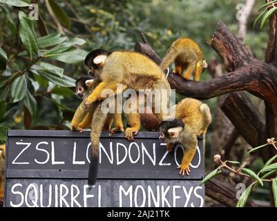 I custodi del giardino zoologico allo Zoo di Londra scavato negli appunti ,e calcolatrici come hanno cominciato a contare gli animali presso lo Zoo di constatazione annua oggi giovedi 2 gennaio . I detentori di fronte il compito impegnativo di contati ogni mammifero , uccello ,rettile ,di pesci e invertebrati allo Zoo , assistente curatore detto , abbiamo kick del nuovo anno con la constatazione annuale e presentare il numero di animali che ogni anno come parte del nostro zoo licenza , abbiamo anche condividerle a livello internazionale con la comunità dello zoo di informare il nostro global programmi di allevamento di specie in via di estinzione . ZSL è la casa di più di 580 specie . Foto Stock