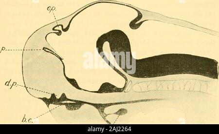 Rivista trimestrale di microscopiche scienza . la cavità buccale sembra derivare in lliem appena asin Lepidosiren Protopterus e. Rose (Scliwalbes MorpliologisclicArbeiten, Bd. iv, S. 182), nel descrivere lo sviluppo dei denti inUrodeles, parla della cavità boccale essendo mit Dotterpliittchcn abgestos imd-seneu schollcnformigen Epithelzcllen ausgefiillt. Al contrario, ho shouldsay, da uno studio del mio sezioni di embrioni Urodele (Amblystomaand Triton), che la cavità buccale non si è ancora manifestato in fase di whichRose sta parlando. In fig. 6b I figura una sezione della regione della bocca di un Foto Stock