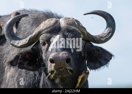 Un gruppo di rosso-fatturati Oxpecker seduta sul dorso di un bufalo del capo all'interno della Riserva Nazionale di Masai Mara durante un safari della fauna selvatica Foto Stock