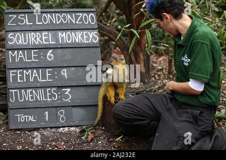 I custodi del giardino zoologico allo Zoo di Londra scavato negli appunti ,e calcolatrici come hanno cominciato a contare gli animali presso lo Zoo di constatazione annua oggi giovedi 2 gennaio . I detentori di fronte il compito impegnativo di contati ogni mammifero , uccello ,rettile ,di pesci e invertebrati allo Zoo , assistente curatore detto , abbiamo kick del nuovo anno con la constatazione annuale e presentare il numero di animali che ogni anno come parte del nostro zoo licenza , abbiamo anche condividerle a livello internazionale con la comunità dello zoo di informare il nostro global programmi di allevamento di specie in via di estinzione . ZSL è la casa di più di 580 specie . Foto Stock