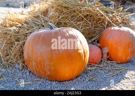 Arancione zucca - è la festa di Halloween tempo Foto Stock