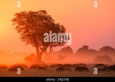 African buffalo (Bufali) (Syncerus caffer) al tramonto, pianure dei Boscimani, Okavango Delta, Botswana, Africa Foto Stock