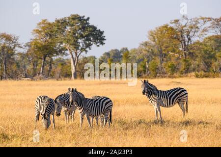 La Burchell zebra (pianure zebra) (Comune zebra) (Equus quagga burchellii), Khwai Riserva Privata, Okavango Delta, Botswana, Africa Foto Stock