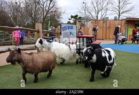 I custodi del giardino zoologico allo Zoo di Londra scavato negli appunti ,e calcolatrici come hanno cominciato a contare gli animali presso lo Zoo di constatazione annua oggi giovedi 2 gennaio . I detentori di fronte il compito impegnativo di contati ogni mammifero , uccello ,rettile ,di pesci e invertebrati allo Zoo , assistente curatore detto , abbiamo kick del nuovo anno con la constatazione annuale e presentare il numero di animali che ogni anno come parte del nostro zoo licenza , abbiamo anche condividerle a livello internazionale con la comunità dello zoo di informare il nostro global programmi di allevamento di specie in via di estinzione . ZSL è la casa di più di 580 specie . Foto Stock