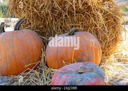 Arancione zucca - è la festa di Halloween tempo Foto Stock