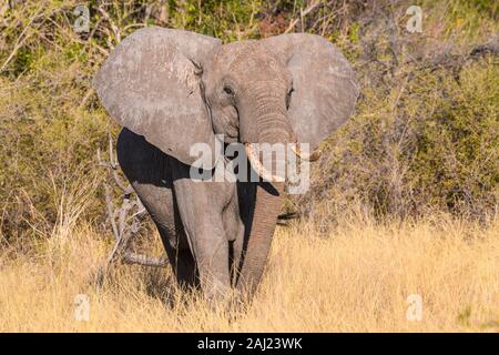 Elefante africano (Loxodonta africana), Macatoo, Okavango Delta, Botswana, Africa Foto Stock