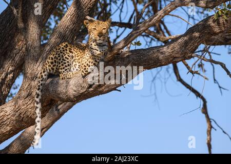 Leopard femmina (Panthera pardus) in una struttura ad albero, Khwai Riserva Privata, Okavango Delta, Botswana, Africa Foto Stock