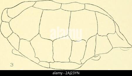 Memorie del museo di Zoölogy comparativa, a Harvard College di Cambridge, massa . PE CO-, Boston. La piastra 29. La piastra 29. Testudo nigra Quoy et Gaimard, 1824. Pagina 286 1 dorsale, 2 laterali, 3 ventrale di.M. C. Z. 11070 cfr Santa Maria (Charles). Società di Boston di Storia Naturale. Lunghezza 38j pollici. MEM. MUS. COMP. ZOOL. Le GALAPAGOS tartarughe piastra 29 Foto Stock