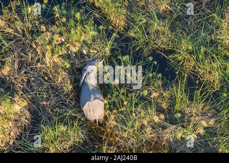 Vista aerea dell'elefante africano (Loxodonta africana) tra il papiro, Macatoo, Okavango Delta, Botswana, Africa Foto Stock