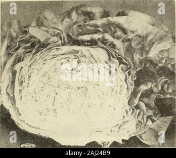 Johnson's garden & farm manuale : 1913 . MORSKS PRIMI GOLDEN CKEAM mais dolce. N O E L T I E S E SPECIALITÀ. La sezione di testa DELLA NOSTRA FAMOSA HOLYROOD HOT-Meteo lattuga. Foto Stock