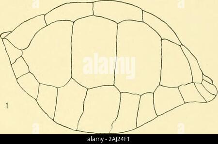 Memorie del museo di Zoölogy comparativa, a Harvard College di Cambridge, massa . HELIOTYPE CO. BOSTON. La piastra 28. La piastra 28. Testudo nigra Quoy et Gaimard, 1824. Pagina 286 1 9, laterale 2c? , Ventrale 3d1 laterale. 1 da Jackson, 1837, Boston Journ. Nat. Hist., 1, della piastra 10. (T. elephantopus Jackson nee Harlan).M. C. Z. 11069 9 Santa Maria (Charles). Società di Boston di Storia Naturale. Lunghezza 42-J- pollici. 2, 3 da Jackson, 1837, Boston Journ. Nat. Hist., 1, la piastra 11 (T. elephantopus Jackson nee Harlan).M. C. Z. 11070 cfr Santa Maria (Charles). Società di Boston di Storia Naturale. Lunghezza 3SJ pollici. Foto Stock