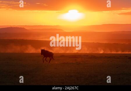 Una mandria di gnu in esecuzione con un bel tramonto in background all'interno della Riserva Nazionale di Masai Mara durante un safari della fauna selvatica Foto Stock