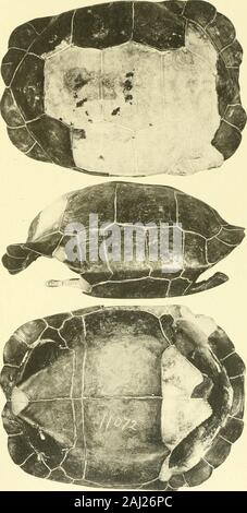 Memorie del museo di Zoölogy comparativa, a Harvard College di Cambridge, massa . HELIOTYDE CO. BOSTON. La piastra 22. La piastra 22. Testudo typica Garman, 1916. Pagina 285 1 dorsale, 2 laterali, 3 ventrale di. M. C. Z. 11072. Tipo. Società di Boston di Storia Naturale. Lunghezza 24 pollici. MEM. MUS. COMP. ZOOL. Le GALAPAGOS tartarughe piastra 22. HEL OTVPE CO. BOSTON. La piastra 23. La piastra 23. Testudo nigra Quoy et Gaimard, 1824. Pagina 286 laterali 1, 2, ventrale laterale 3. 1 DAL Wiegmann, 1835, nov. Acta Acad. Leop.-Carol., 17, piastra 13. Peso 125 libbre. 2, 3 da Quoy et Gaimard, 1824, Viaggio Uranie et Physicienne. Zool., Foto Stock