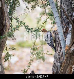 Maschio picchio Gila sul tronco di un albero. Foto Stock
