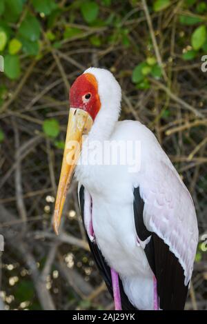 UnYellow-Billed Stork (mycteria ibis) mostra la sua becco al tramonto tra gli alberi. Foto Stock