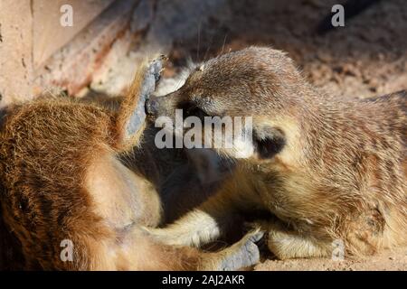 Una coppia di meerkats close up toelettatura ogni altro nel deserto (Suricata suricatta). Foto Stock