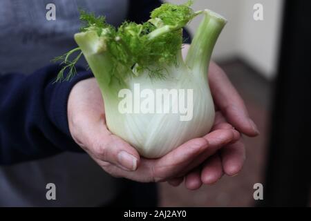 Gli ortaggi biologici - close-up di un womans mani appena raccolto finocchio. Foto Stock