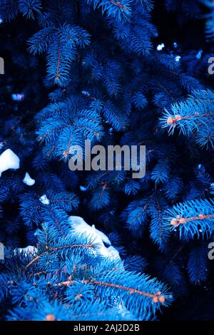 Sullo sfondo di un blu brillante rami di pino di colore blu in inverno Foto Stock