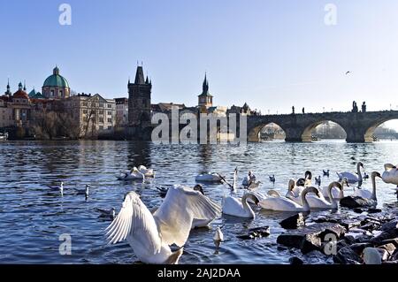 Cigni bianchi sul fiume Moldava vicino al Ponte Carlo a Praga (Repubblica Ceca, Europa) Foto Stock