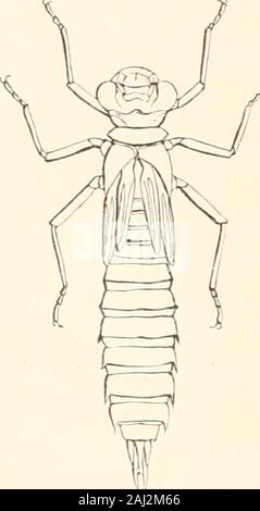 Guida per lo studio di insetti e di un trattato di quelle pratiche pregiudizievoli e benefica per colture: per l'uso di istituti, fattoria-scuola, e agricoltori . larva cutanea. È ora considerablylarger rispetto a prima. Immediatamente afterthis noiose attività di funzionamento il suo corpo è morbido,ma la crosta presto si indurisce. Questa modifica,con la maggior parte delle specie, probabilmente si verifica earlyin estate. Quando sta per cambiare nel adultfly la pupa si arrampica di alcune piante nearthe superficie dell'acqua. Di nuovo il suo retro sbadigli wide open e da affittare i nostri dragon-fly slowlyemerges. Per una o più ore resta il Moloc e listlr--;.con la sua afflosciata, Foto Stock