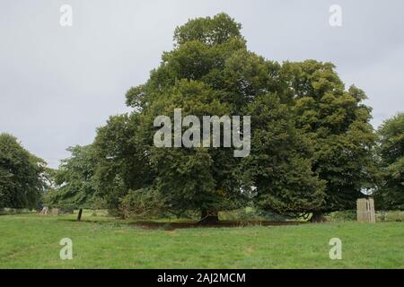 Grandi lasciava in Linden o Tiglio (Tilia platyphyllos) in un parco in Rural Devon, Inghilterra, Regno Unito Foto Stock