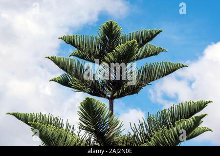 Araucaria columnaris pini Cook contro il cielo nuvoloso. Foto Stock
