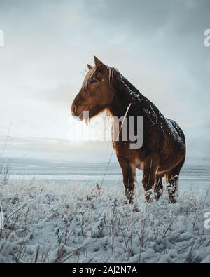 Cavalli islandesi sono molto uniche creature per l'Islanda. Questi cavalli sono più probabile pony ma molto più grande e sono in grado di sopravvivere Foto Stock