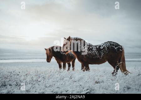 Cavalli islandesi sono molto uniche creature per l'Islanda. Questi cavalli sono più probabile pony ma molto più grande e sono in grado di sopravvivere Foto Stock