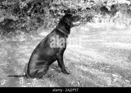 Contro una offuscata soft-focalizzata sullo sfondo, un giovane Labrador si trova pronto durante outdoor training, gli occhi luminosi e fissa, apprende il comando successivo. Foto Stock