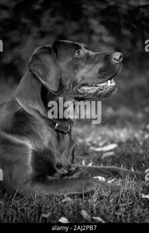 Contro una offuscata soft-focalizzata sullo sfondo, una matura Labrador stabilisce pronto durante outdoor training, luminoso lo sguardo in alto in attesa per il comando successivo. Foto Stock