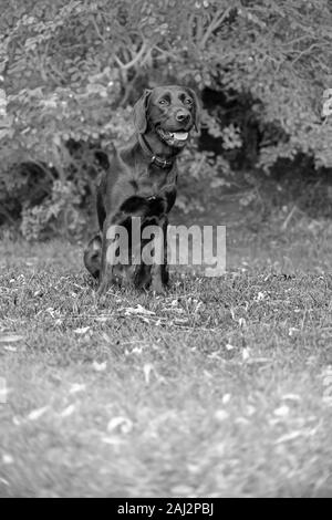 Contro una offuscata soft-focalizzata sullo sfondo, una femmina matura Labrador si trova pronto durante outdoor training, i suoi occhi luminosi e fissato in anticipo. Foto Stock