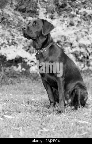 Contro una offuscata soft-focalizzata sullo sfondo di un avviso Labrador si trova pronto durante outdoor training, occhi luminosi focalizzati anticipando il comando successivo. Foto Stock