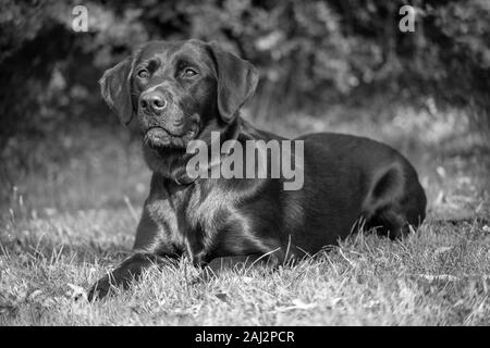 Nella luce naturale del sole sdraiati sull'erba in un parco locale, un avviso coppia Labrador acutamente attende la chiamata all azione durante un outdoor training session. Foto Stock